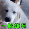 萌宠 狗 狗狗 拒绝 一脸嫌弃 soogif soogif出品