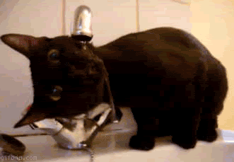 小猫 猫 舌头 水 可爱的 水龙头