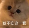 萌宠 猫星人 我不吃这一套 嫌弃 呆萌 可爱