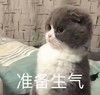 萌宠 猫星人 准备生气 气鼓鼓 呆萌 可爱