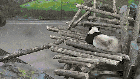 熊猫 休息 松鼠 搞笑