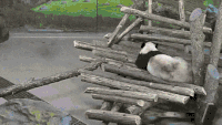 熊猫 休息 松鼠 搞笑