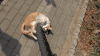 小猫 轱辘 地砖 尾巴