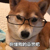 萌宠 汪星人 你懂我意思吧 暗示 呆萌 可爱