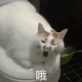 沙雕猫 猫咪 猫 可爱猫 猫表情包 猫咪表情包 小猫