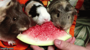 动物 西瓜 水果 喂食