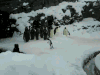 企鹅 penguin