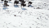 尉犁县 新疆 纪录片 罗布人村寨 航拍中国 雪地 骆驼