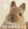 萌宠 兔子 请您掂量掂量自己 好奇 呆萌 可爱