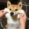 萌宠 汪星人 强颜欢笑 捏脸 搞怪 逗