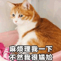 猫咪 搞怪 麻烦理我一下 不然我很尴尬