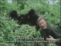 植物 猩猩 冷漠 温馨 纪录片