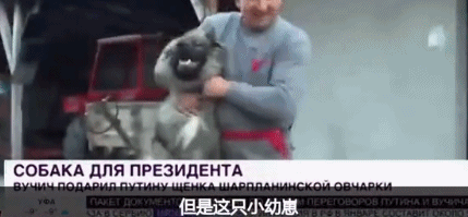 俄罗斯 普京 总统 狗 动物 萌宠 宠物 爱好