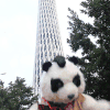 熊猫 撒钱 高兴 嗨起来