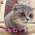 萌宠 什么 猫 喵星人 soogif soogif出品