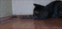 老鼠 小猫 呆萌 滑稽 可爱