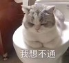 萌宠 猫星人 我想不通 无奈 呆萌 可爱