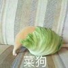 菜狗 小狗狗 汪星人 搞笑 萌萌哒 淘气