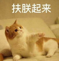 萌宠 喵星人 扶朕起来 给你手 呆萌 搞怪