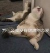萌宠 猫星人 为什么我没有甜甜的恋爱 难受 呆萌 可爱