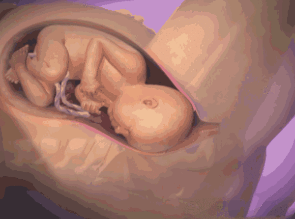 怀孕 子宫 婴儿 生命
