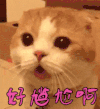 可爱 萌宠 猫咪 好尴尬啊