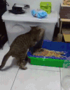 喵星人 猫咪 萌宠