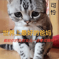 猫 爸妈 世界上 可伶