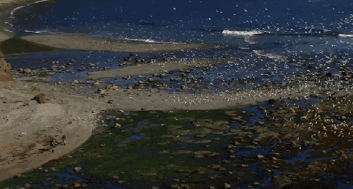 加拿大不列颠哥伦比亚省风光 动作 旅游 海洋 海鸟 纪录片 风景