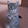 萌宠 猫 猫咪 空白表情DIY 空白表情