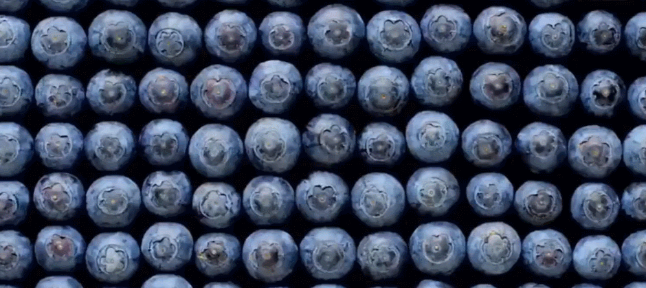 MS&FOODS 完美视觉冲击 弹起 烹饪 蓝莓