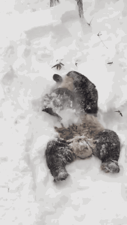 雪 熊猫 玩雪 大熊猫 国宝