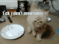 猫咪 可爱 萌宠 玩耍