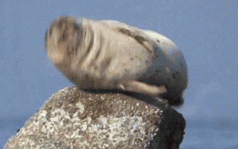 海狮 打嗝 搞笑 跳起 岩石
