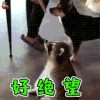 萌宠 小熊猫 伤心 好绝望 soogif soogif出品