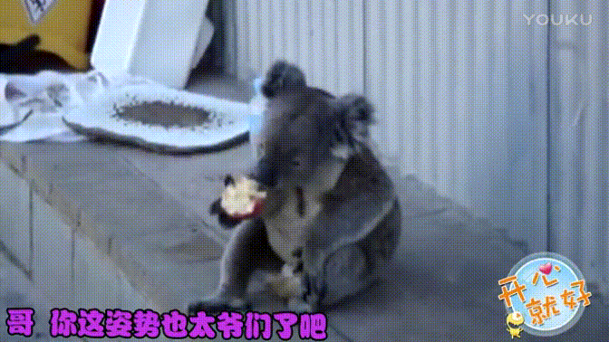 动物 灰熊 搞笑 夸张 吃东西