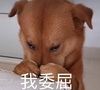 萌宠 汪星人 我委屈 难受 呆萌 可爱
