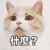 什么 蒙圈 猫 搞怪 逗