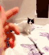 小猫 调皮 摔倒 喵星人