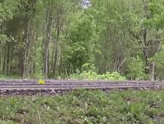 火车 train 森林 搞笑