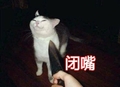 猫咪 剪刀 手指 闭嘴