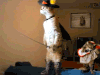 搞笑 猫咪