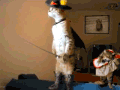 搞笑 猫咪