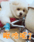 博美犬