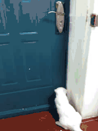 喵星人 奇葩 霸气 萌宠 猫咪 可爱