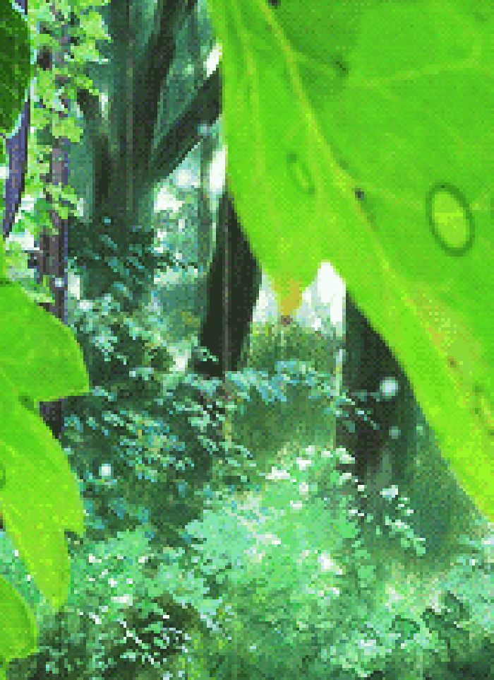 水珠  叶子 树林  小雨