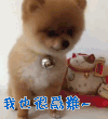博美犬
