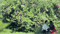 情人节 甜蜜一吻 激情 花朵