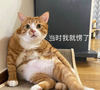 萌宠 喵星人 当时我就蒙了 惊呆我 憨憨 可爱
