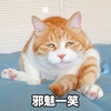 萌宠 猫星人 邪魅一笑 哈哈哈 搞怪 逗